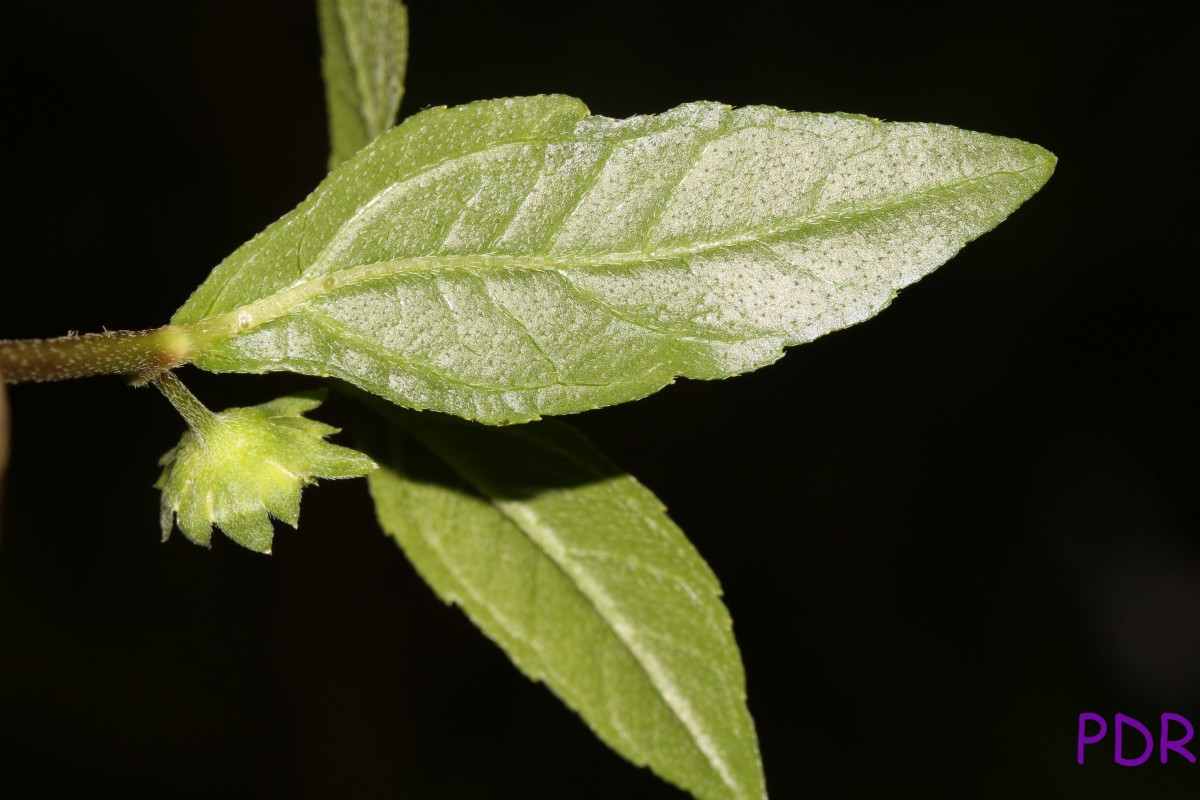 Eclipta prostrata (L.) L.